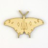 Papillon-N11